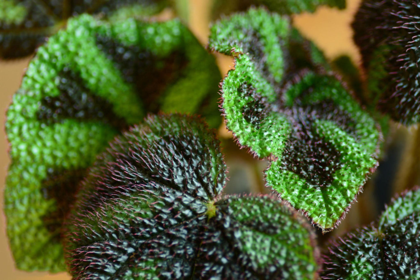 Begonia Masoniana (Rock Begonia / Iron Cross Begonia)