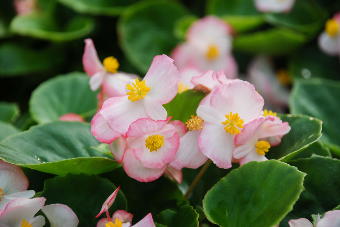 Begonia Semperflorens (Double Up Pink Begonia)