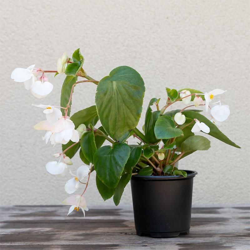 Begonia 'Angel Wing White' (Angel Wing Begonia)