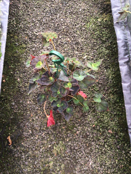 Begonia ‘Copper Sunset’ (Copper Sunset Begonia)