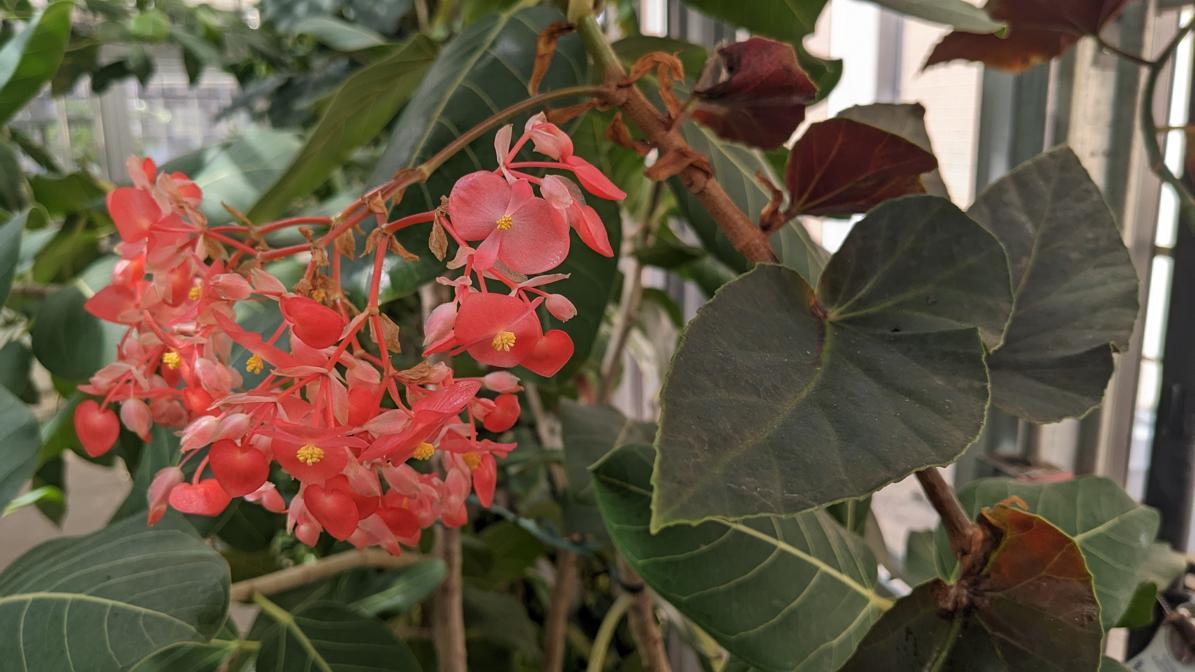 Begonia coccinea (Coral Begonia)