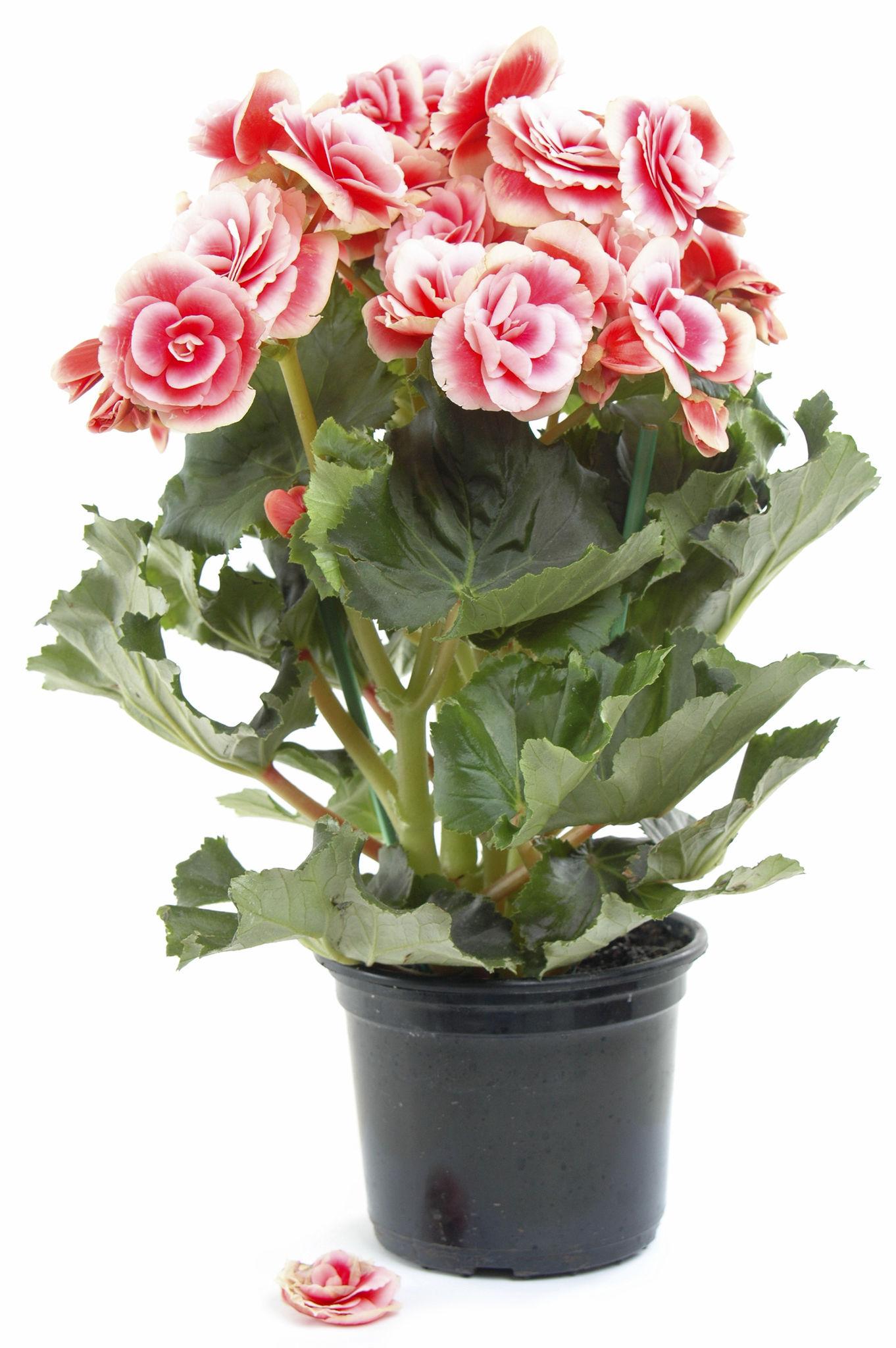 Begonia × hiemalis ‘Borias Bicolour Pink Rose’