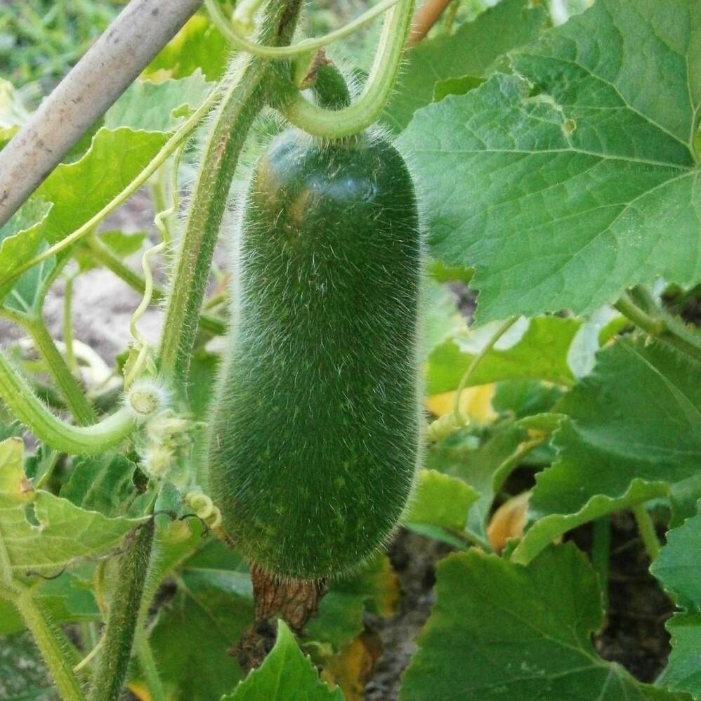 Benincasa Hispida (Hairy Melon)