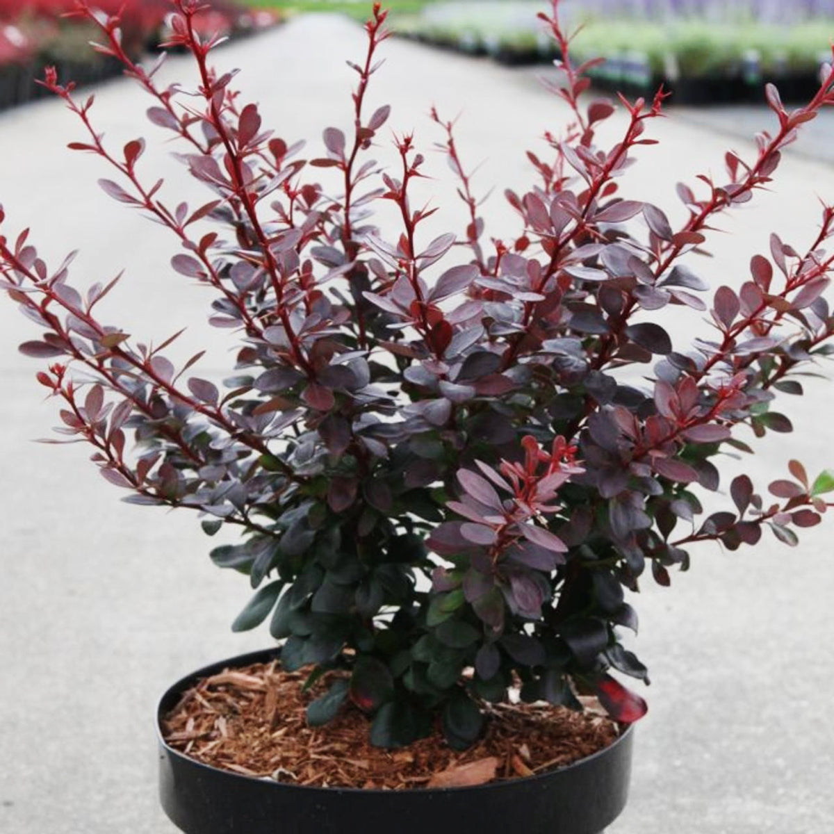 Berberis Thunbergii Atropurpurea ‘Darts Red Lady’ (Japanese Barberry)