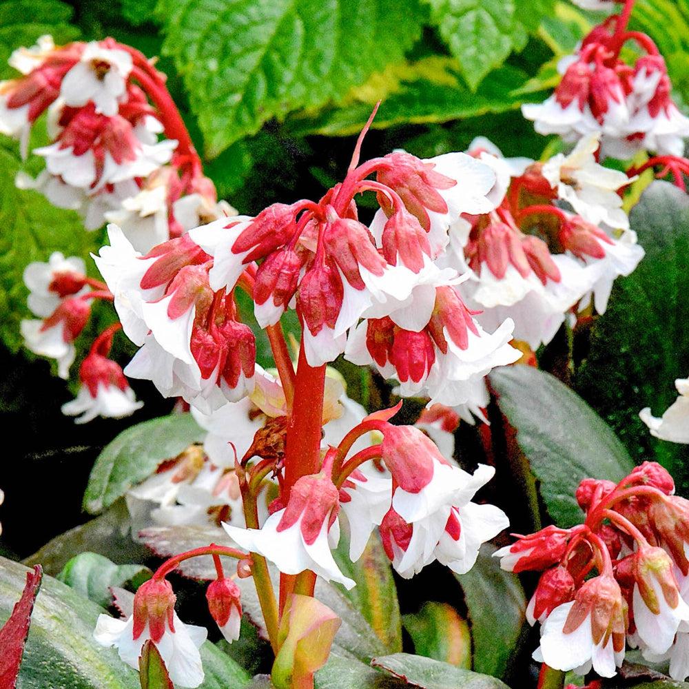 Bergenia Cordifolia ‘Fire and Ice’ (Fire and Ice Bergenia)