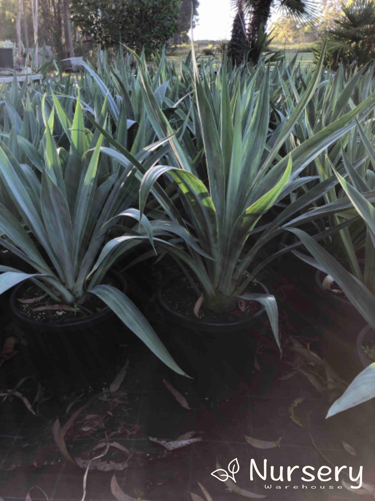 Beschorneria Yuccoides (Renga Lily)