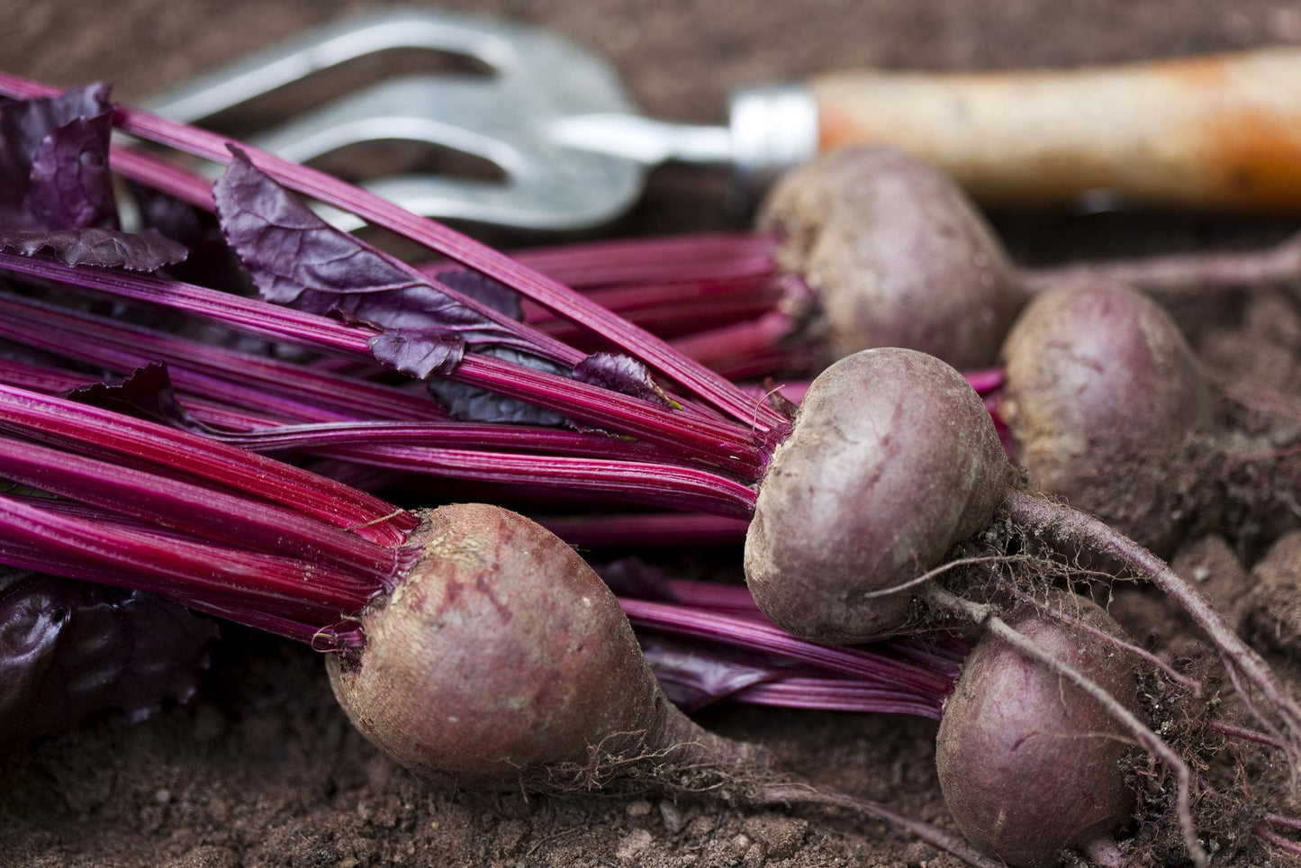 Beta Vulgaris ‘Bull’s Blood’ (Beetroot)