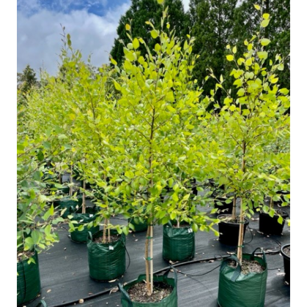 Betula Nigra (Tropical Birch)