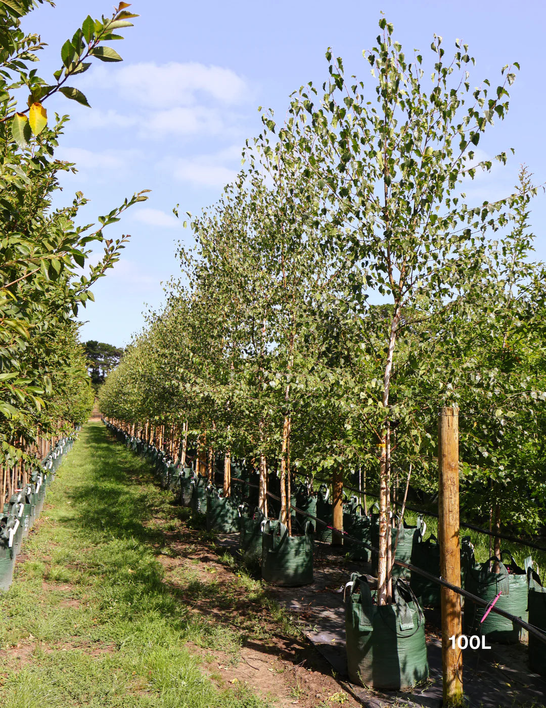 Betula pendula 'Moss White' (Moss White Silver Birch)