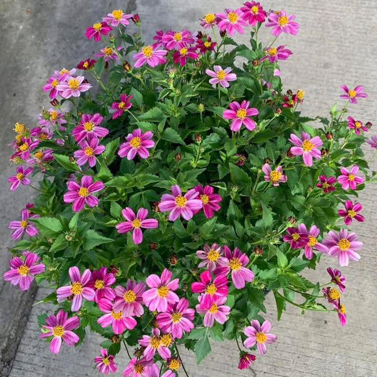 Bidens Ferulifolia 'Pretty In Pink' (Pretty In Pink Bidens)