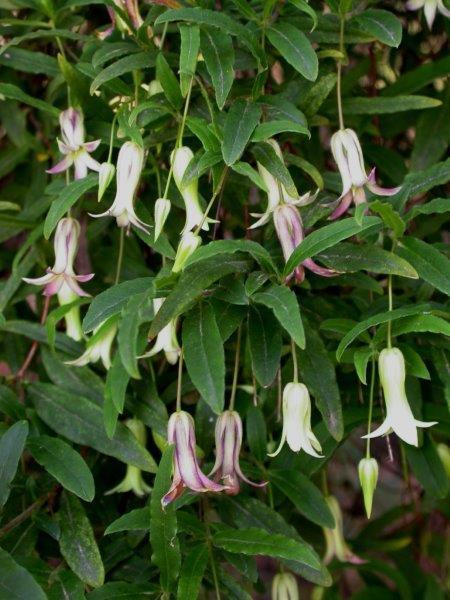 Billardiera Mutabilis (Apple Berry)