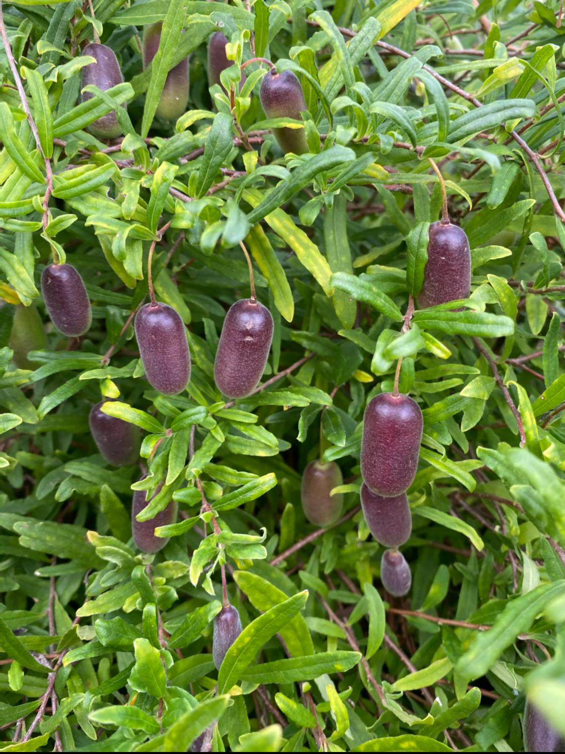 Billardiera Scandens (Apple Berry)