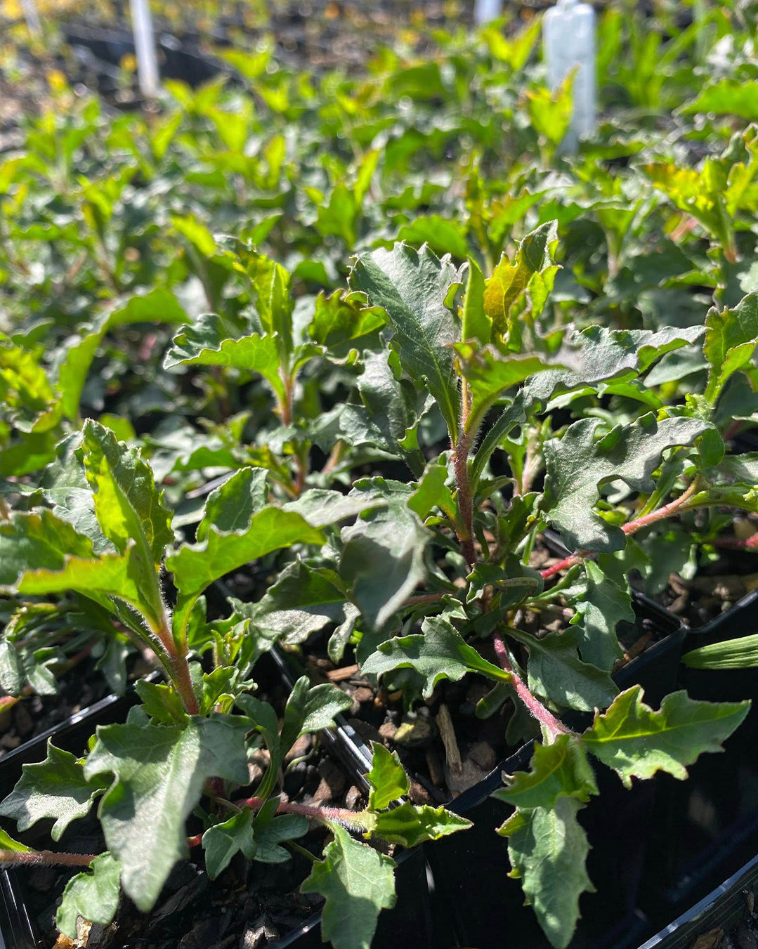 Billardiera Scandens (Common Apple Berry)