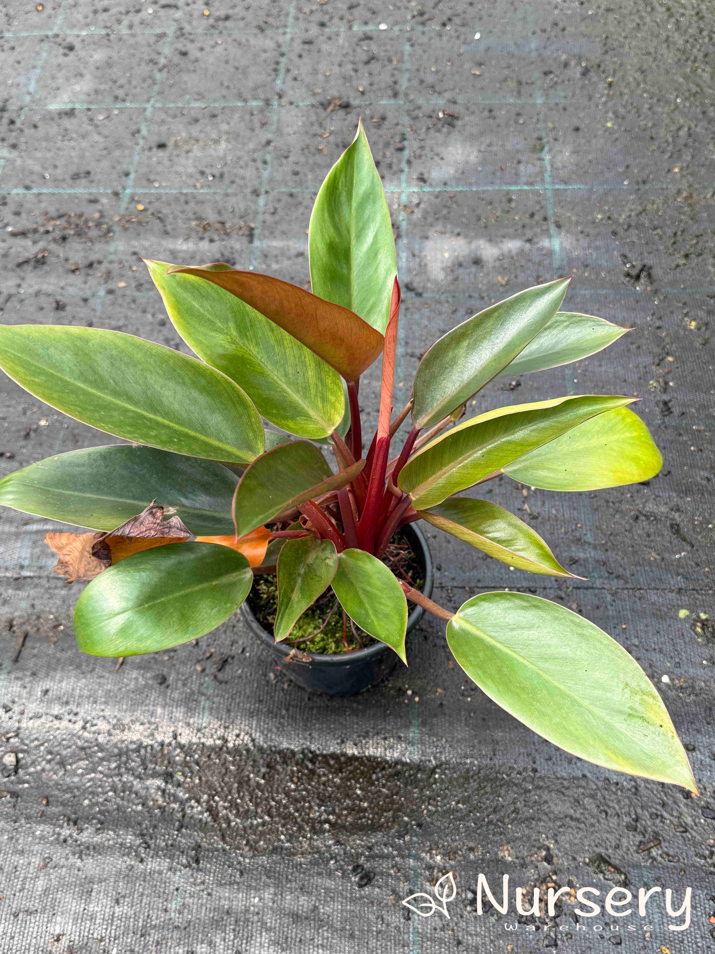 Philodendron Rojo Congo (Reverted Birken, some still have Birkin variation, various heights 20cm + high)