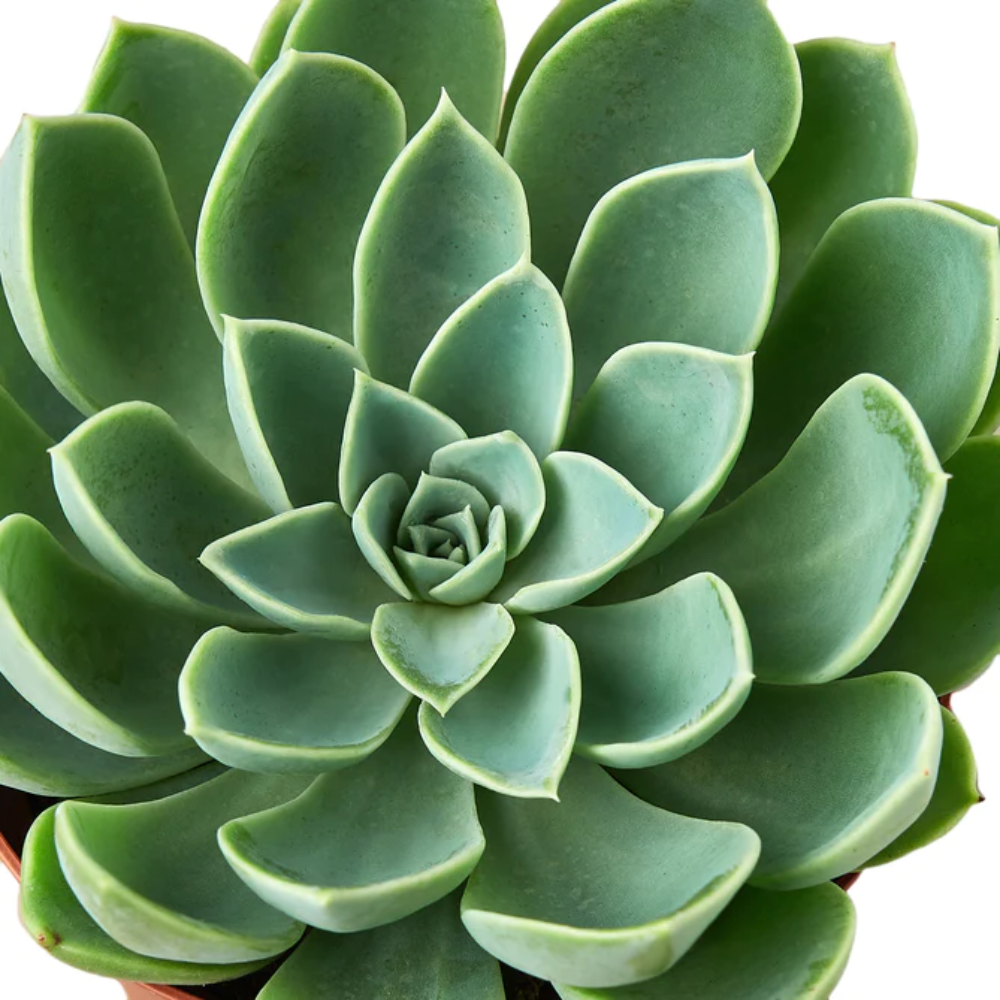 Echeveria ‘Coolvue’ (Blue Atoll)