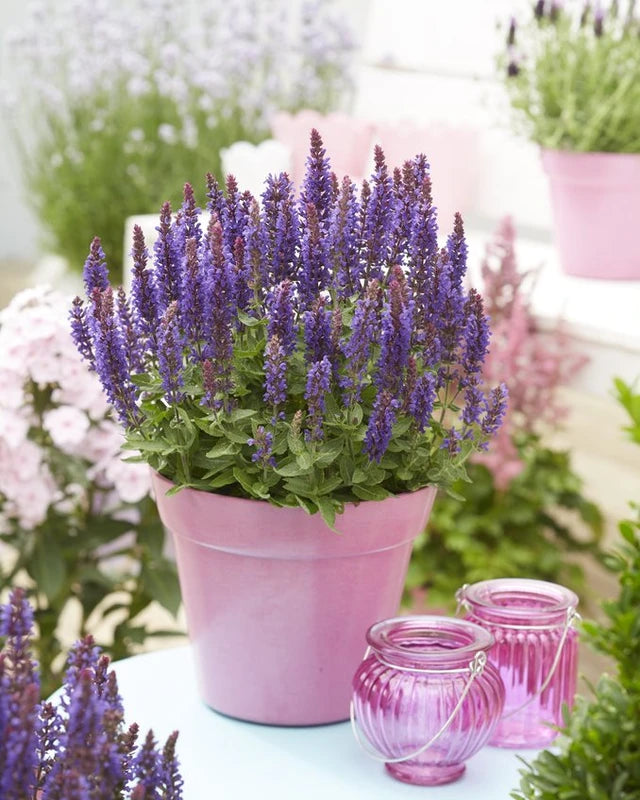 Salvia nemorosa ‘Blue Bouquetta’ (Blue Meadow Sage)