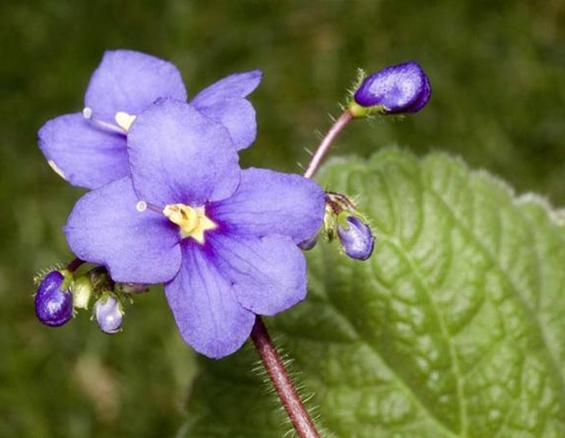 Boea Hygroscopica (Rock Violet)