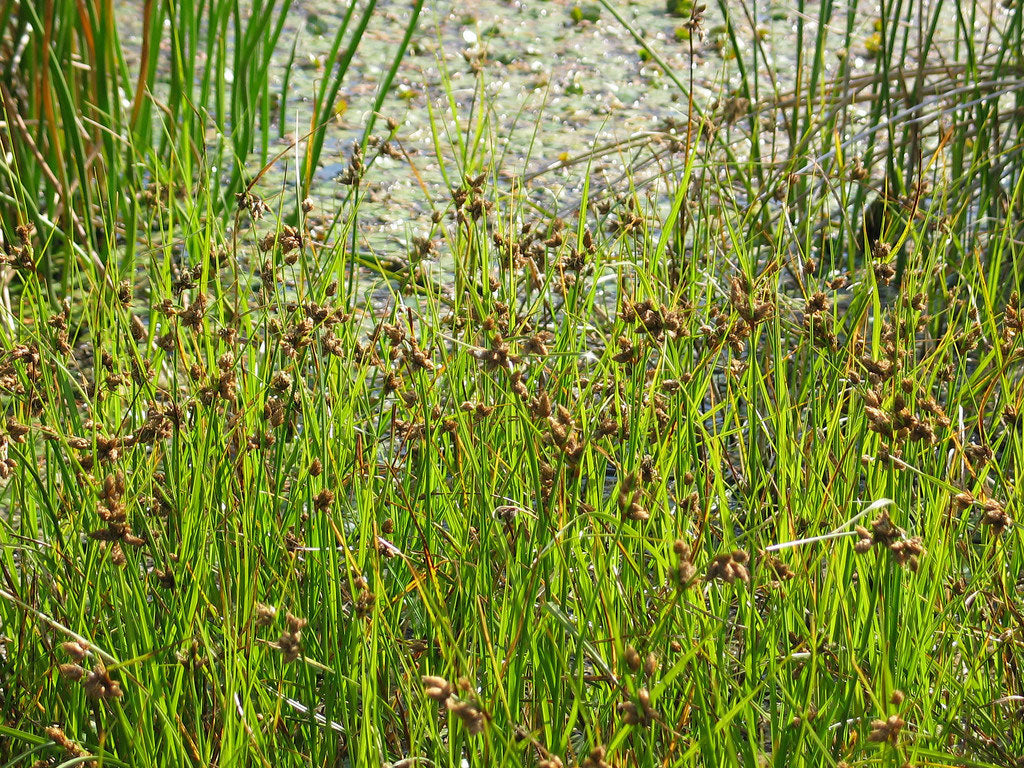 Bolboschoenus Caldwellii (Marsh Club Rush)
