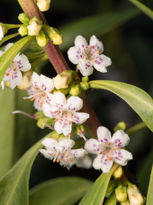 Myoporum Acuminatum (Boobialla)