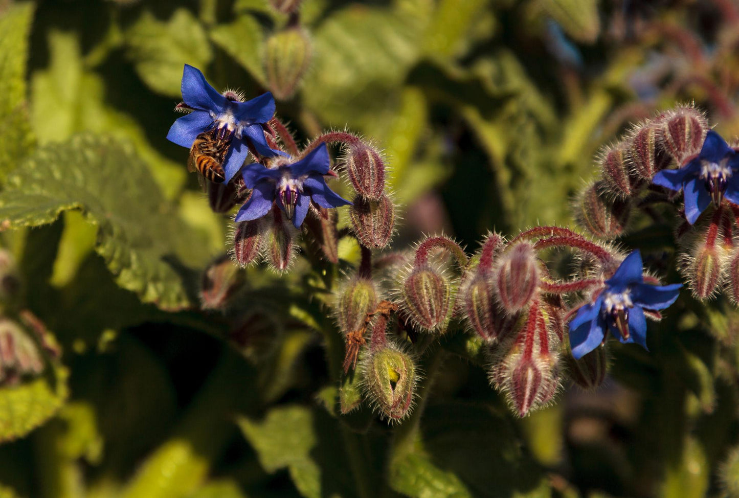 Borago Officinalis (Borage)