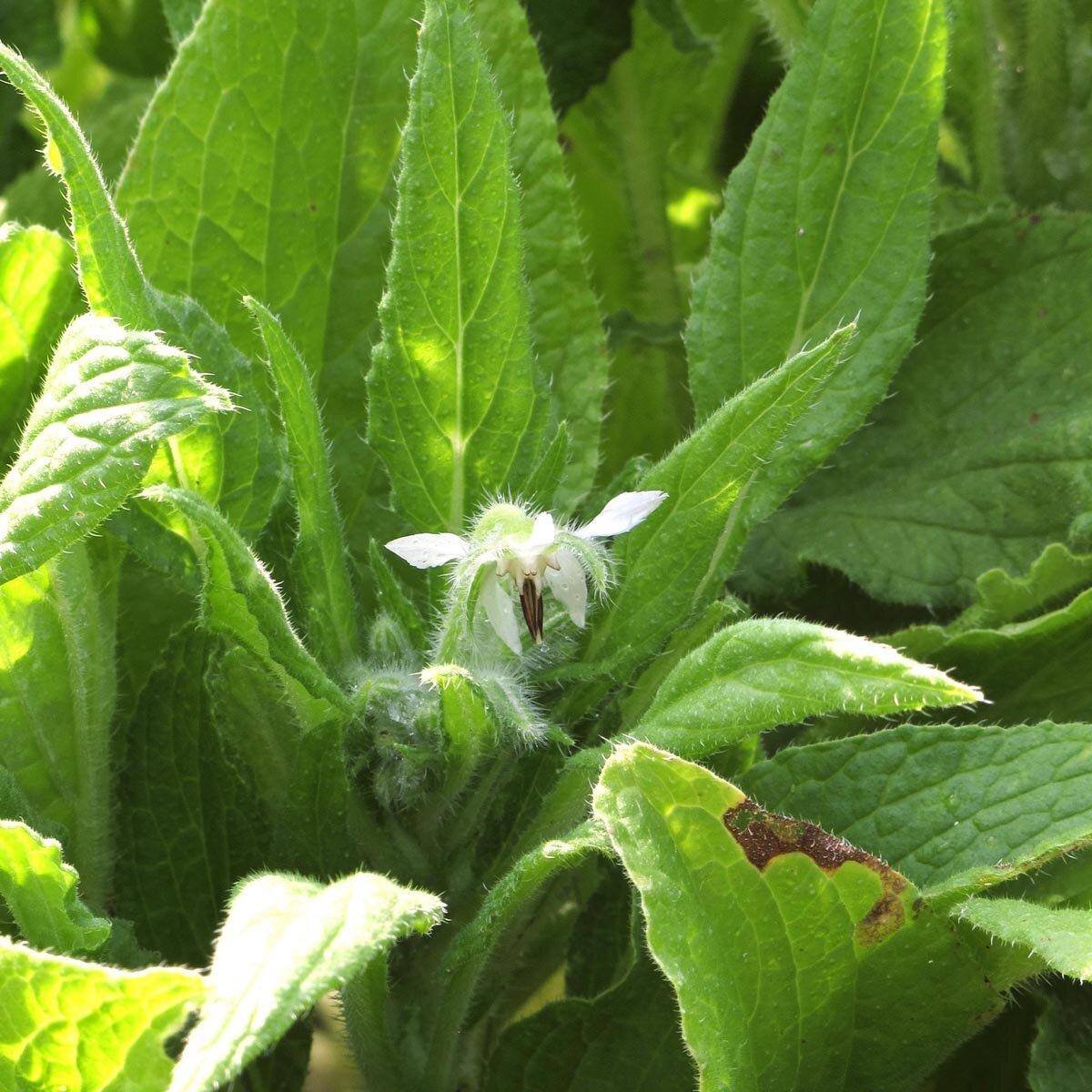 Borago Officinalis (White Borage)