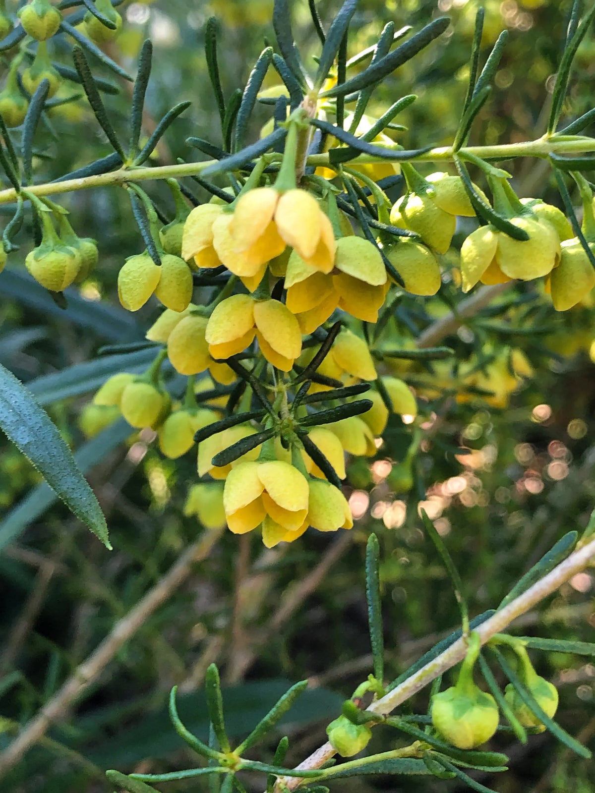 Boronia Megastigma ‘Lutea’ (Yellow Brown Boronia)