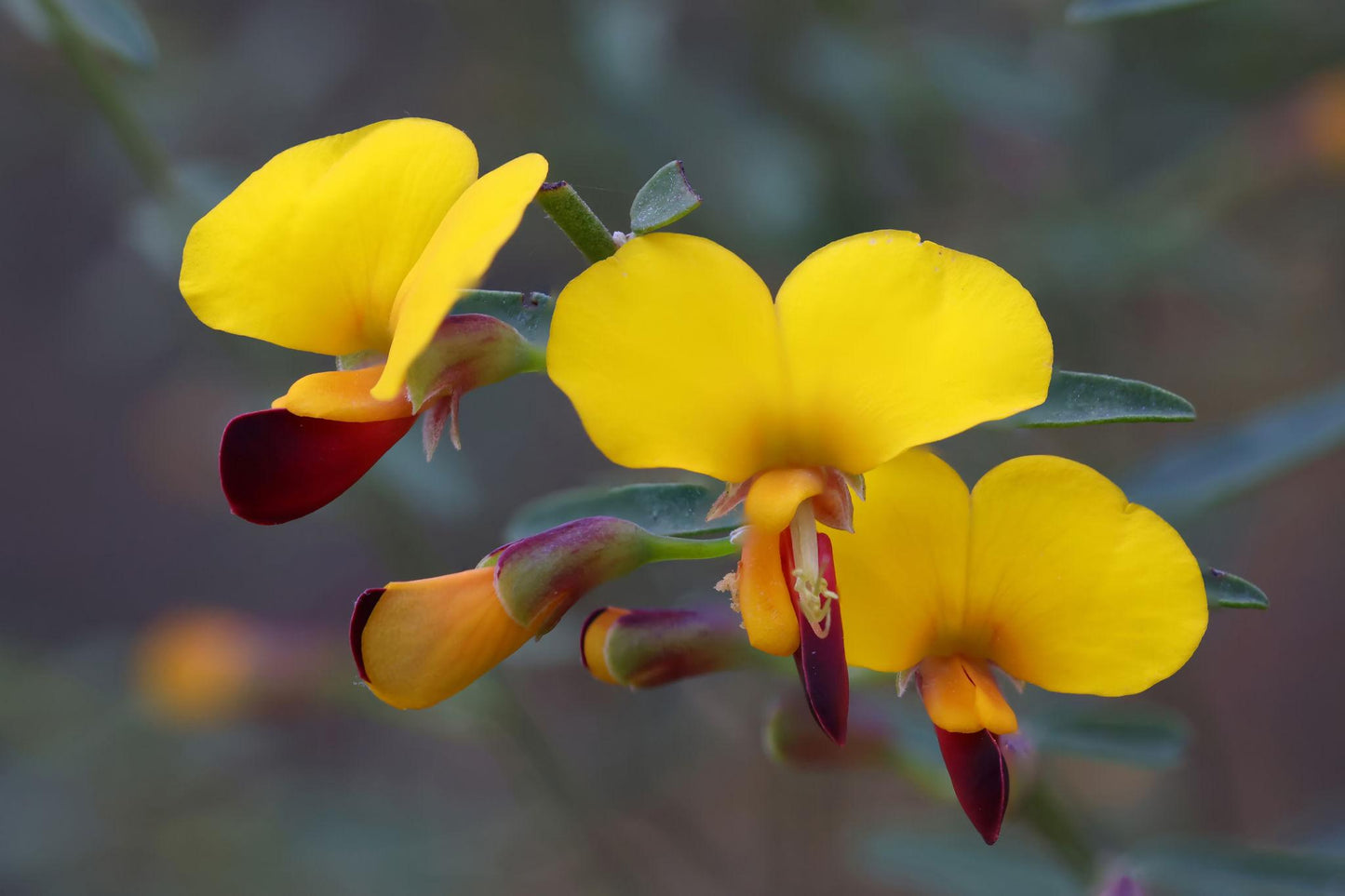Bossiaea Heterophylla (Variable-Leaf Bossiaea)