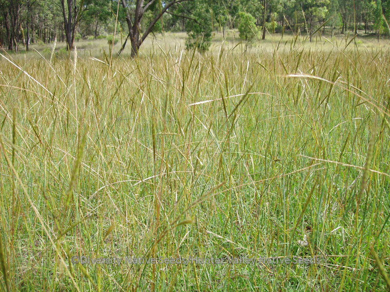 Bothriochloa Macra (Red Grass)