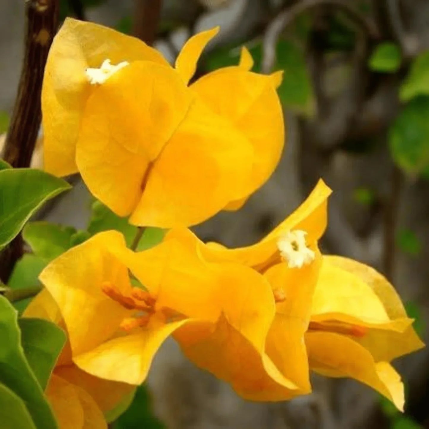 Bougainvillea glabra ‘Pixie Gold’ (Golden Bougainvillea)