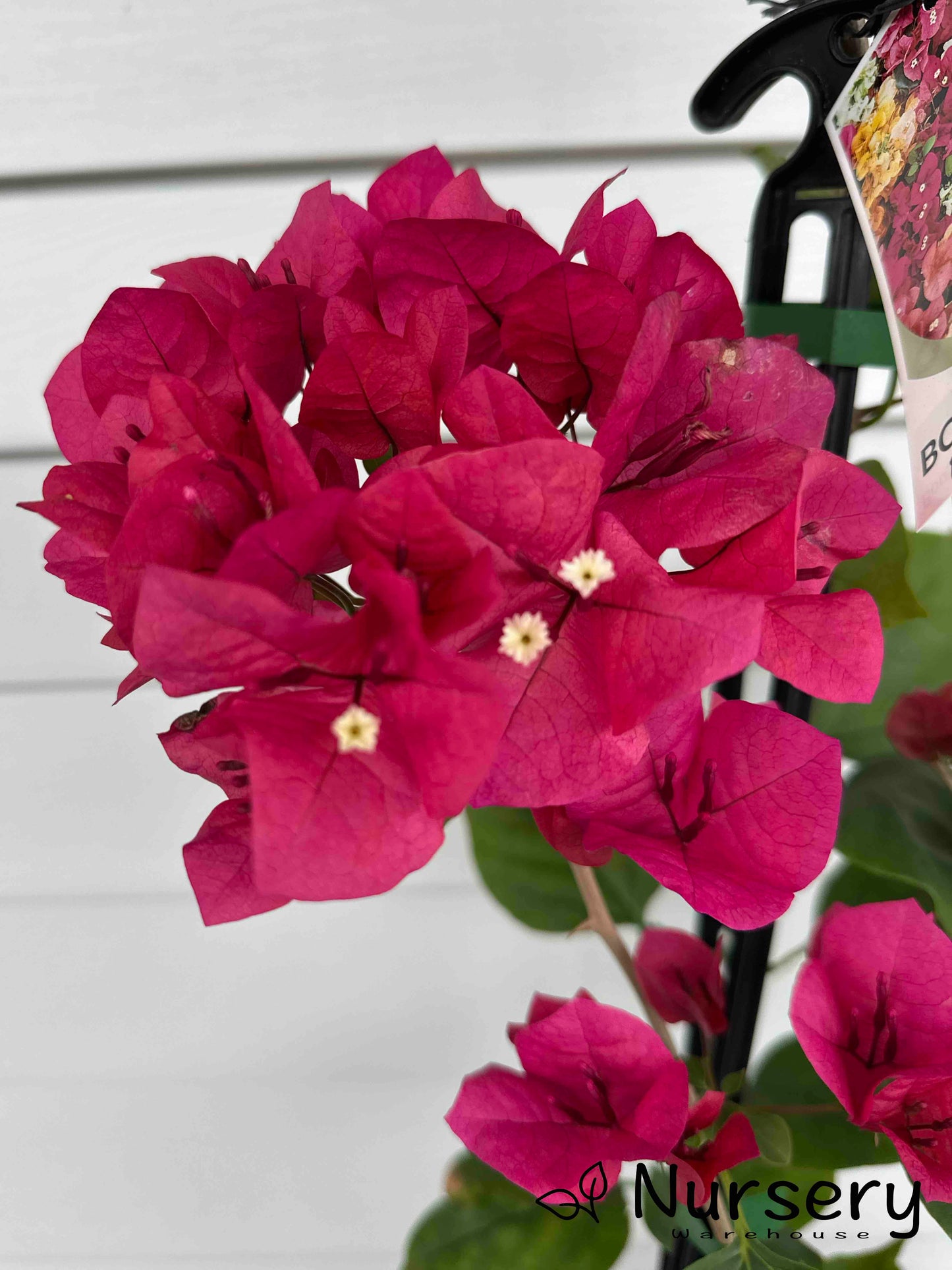 Bougainvillea Glabra "Red Dragon™ Red Zed"
