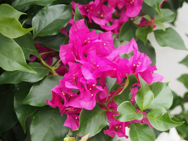 Bougainvillea Glabra ‘Crimson Jewel’ (Crimson Jewel Bougainvillea)
