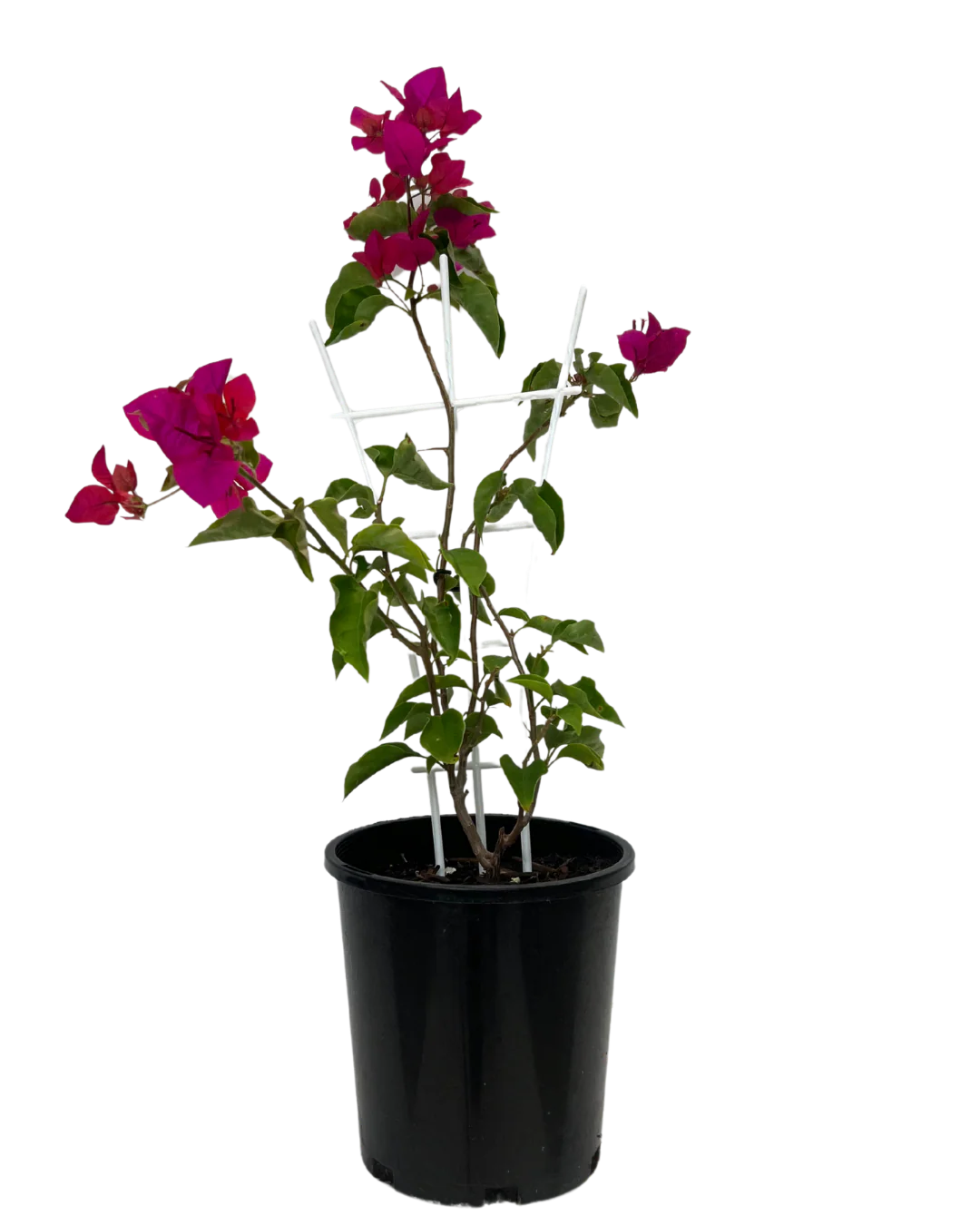 Bougainvillea Glabra ‘Mahatma Gandhi’ (Mahatma Gandhi Bougainvillea)