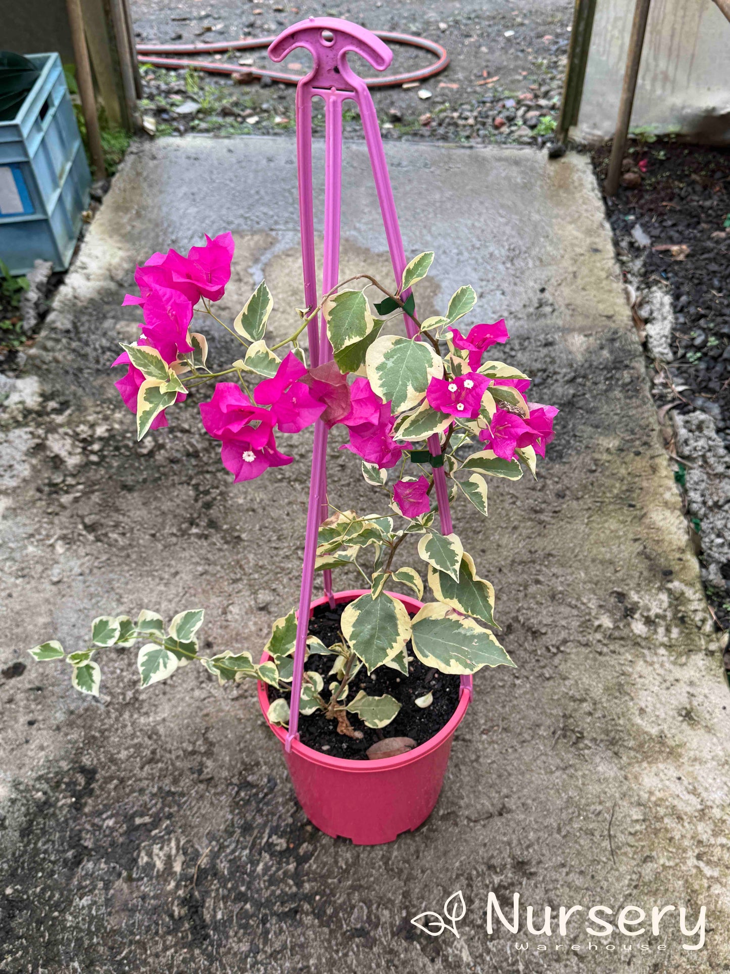 Bougainvillea Glabra (Sirene)