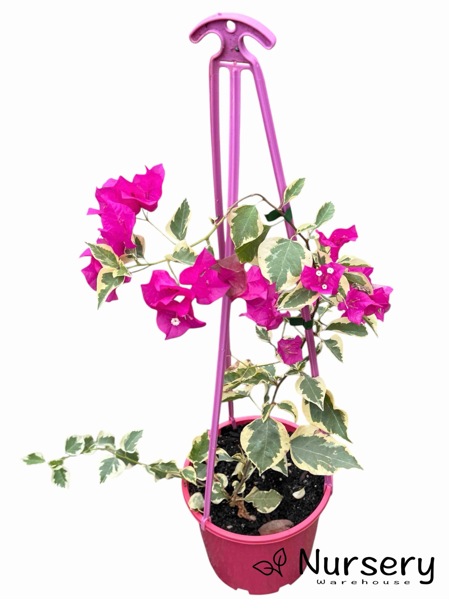 Bougainvillea Glabra (Sirene)