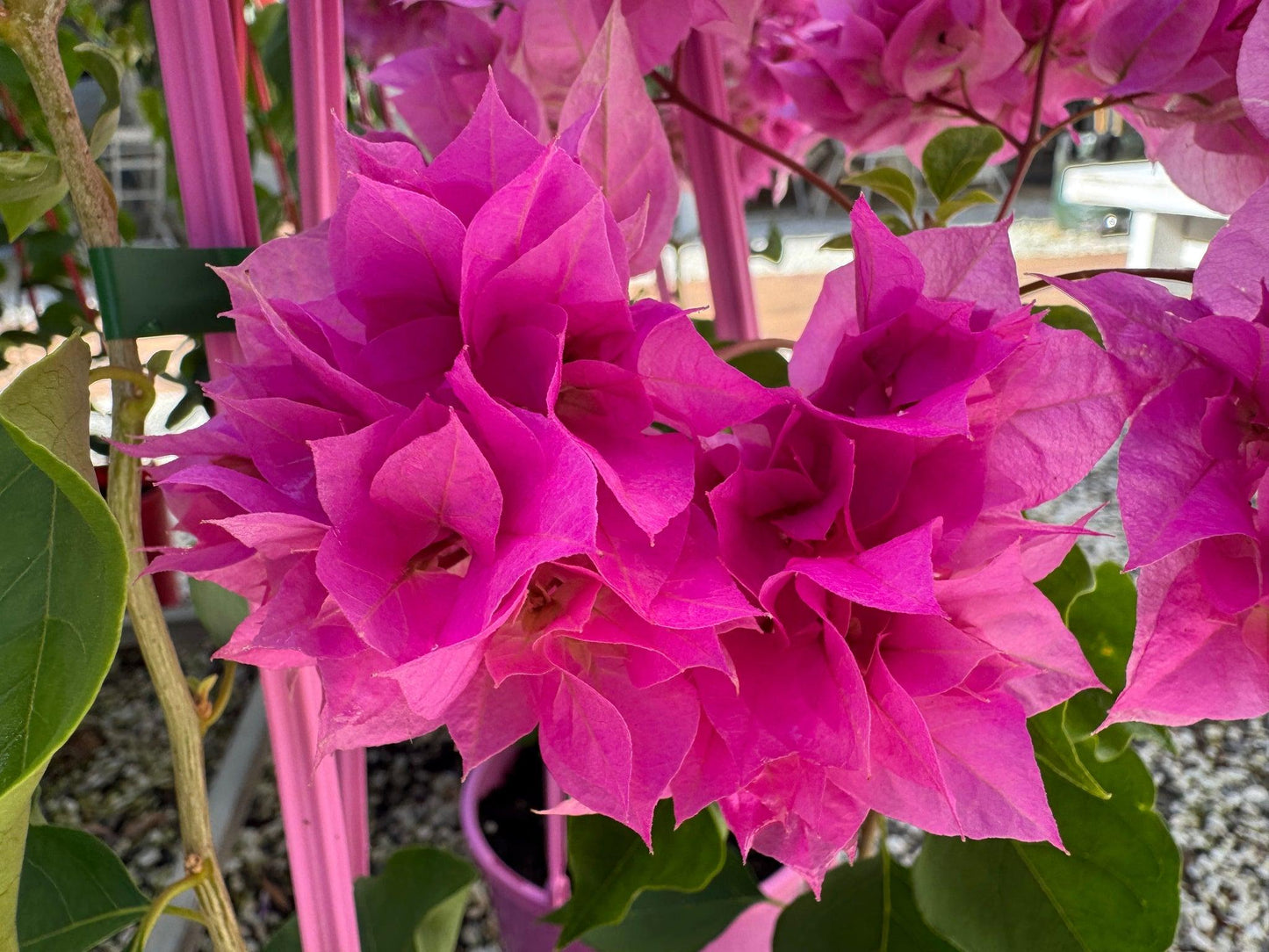 Bougainvillea Glabra 'Pagoda Pink' (Pagoda Pink Bougainvillea)