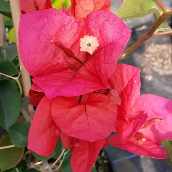 Bougainvillea Glabra 'Scarlet O'Hara' (Scarlet O'Hara Bougainvillea)