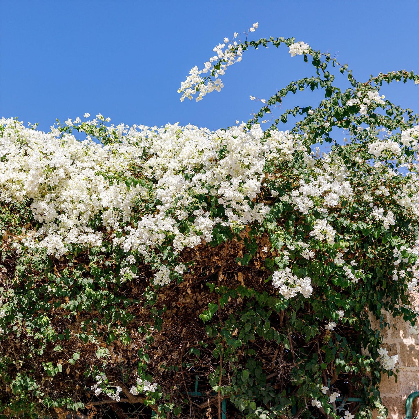Bougainvillea Glabra (White Cascade)