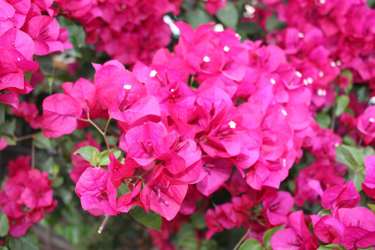 Bougainvillea Glabra 'Lolita'