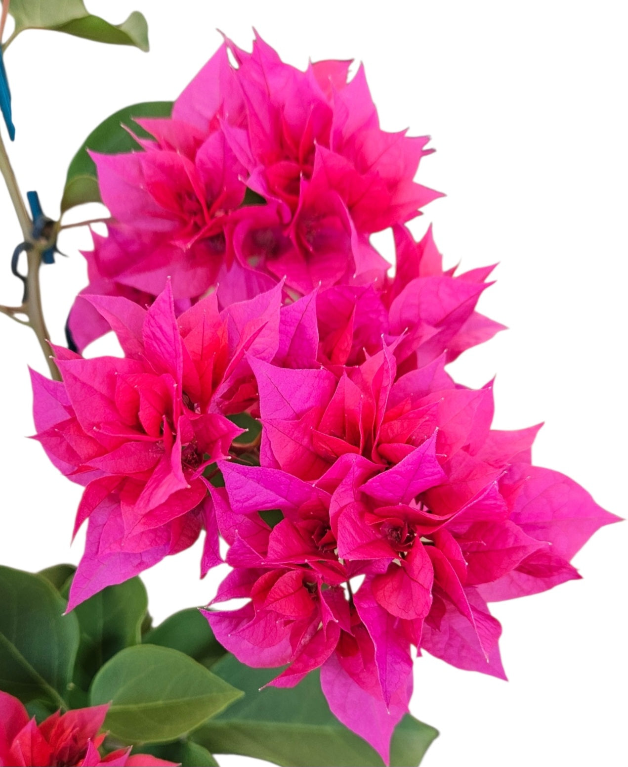 Bougainvillea Glabra 'Klong Fire' (Klong Fire Bougainvillea)