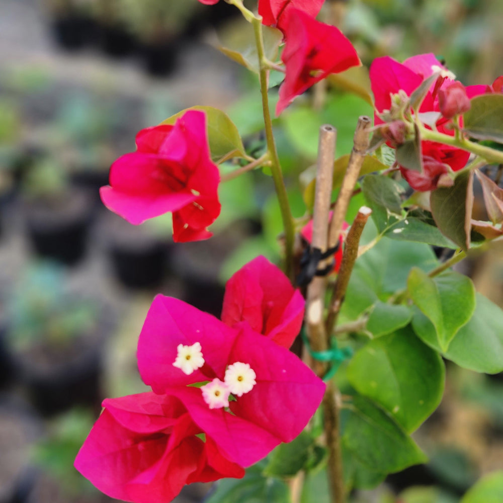 Bougainvillea Glabra 'Scarlet Glory' (Scarlet Glory Bougainvillea)