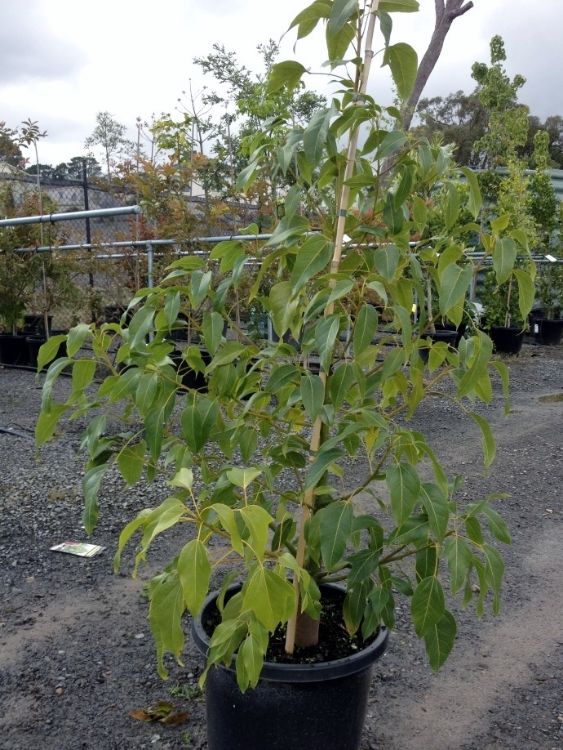 Brachychiton ‘Bella Pink’ (Bella Pink Bottle Tree)