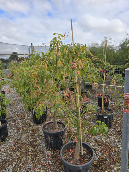 Brachychiton ‘Jerilderie Red’ (Jerilderie Red Bottle Tree) GRAFTED