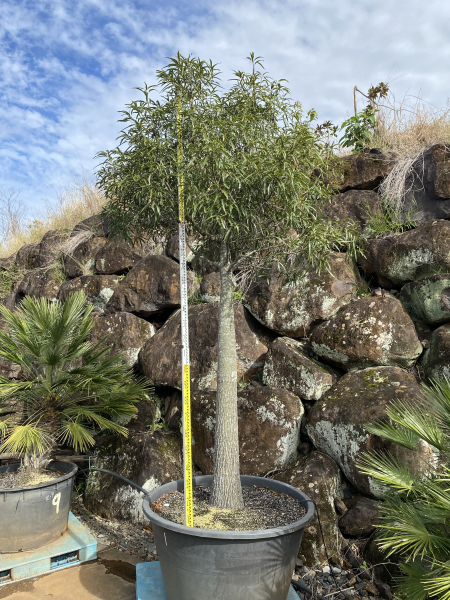 Brachychiton Rupestris (Queensland Bottle Tree)