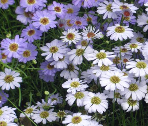 Brachyscome Iberidifolia (Brachyscome Mix)