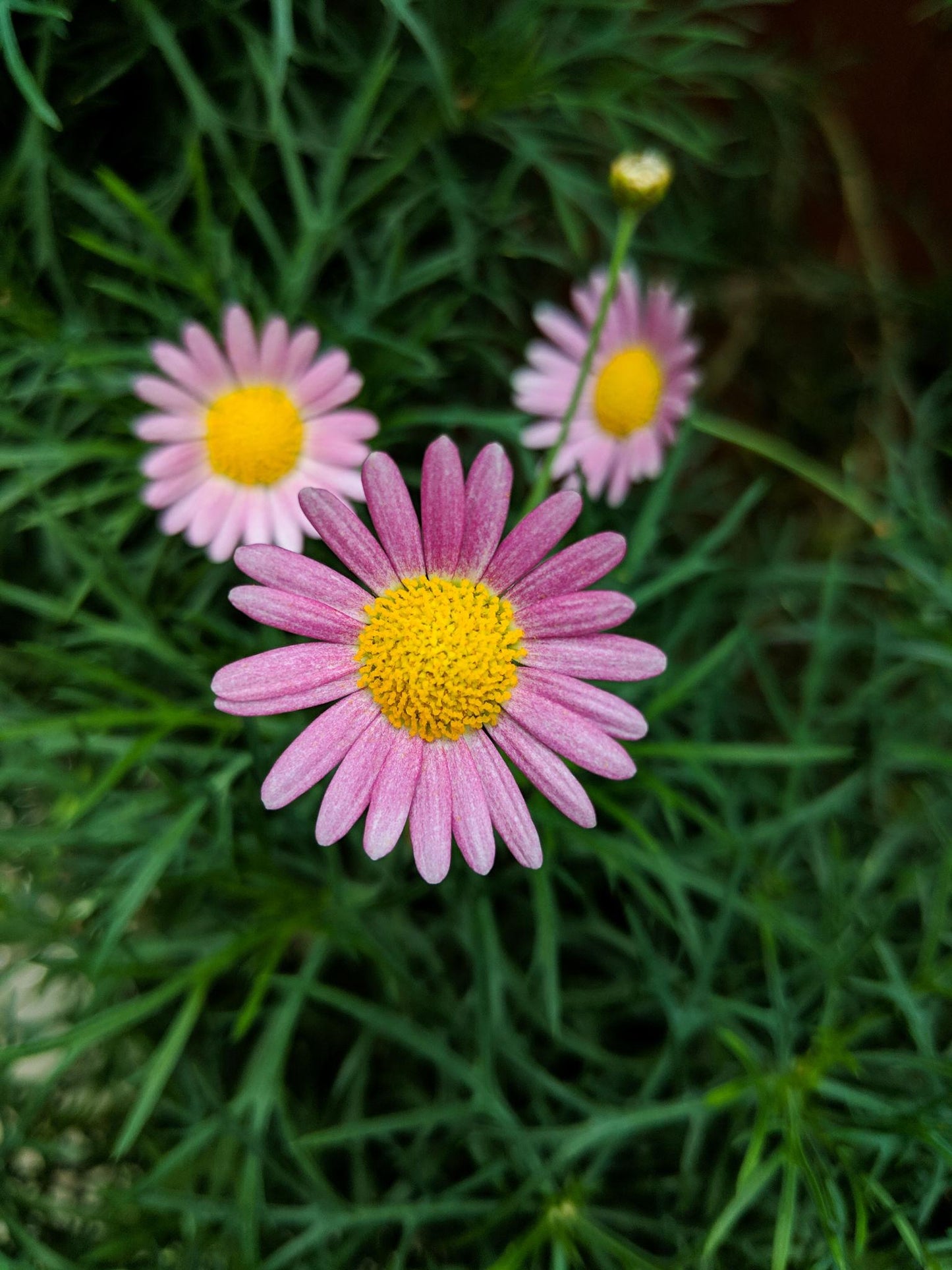 Brachyscome Multifida ‘Surdaisy Pink’ (Cut-Leaf Daisy)