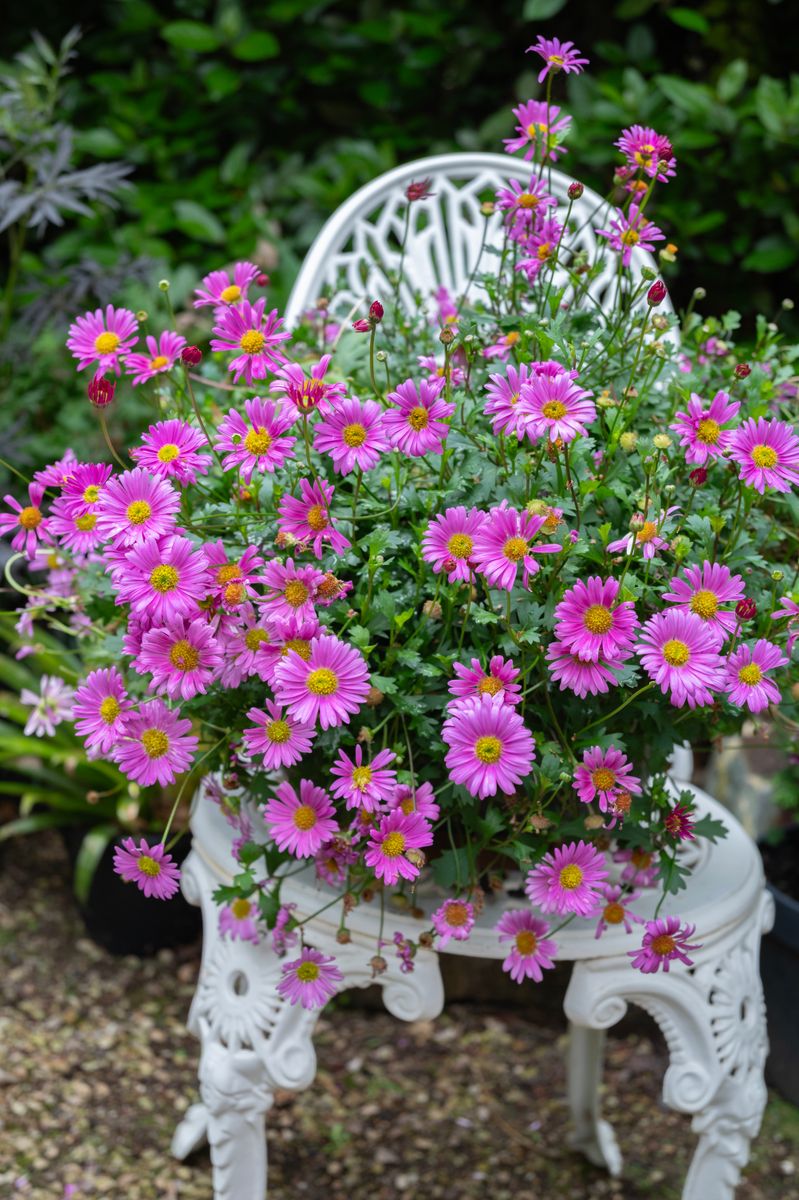 Brachyscome Fresco Candy (Native Daisy)
