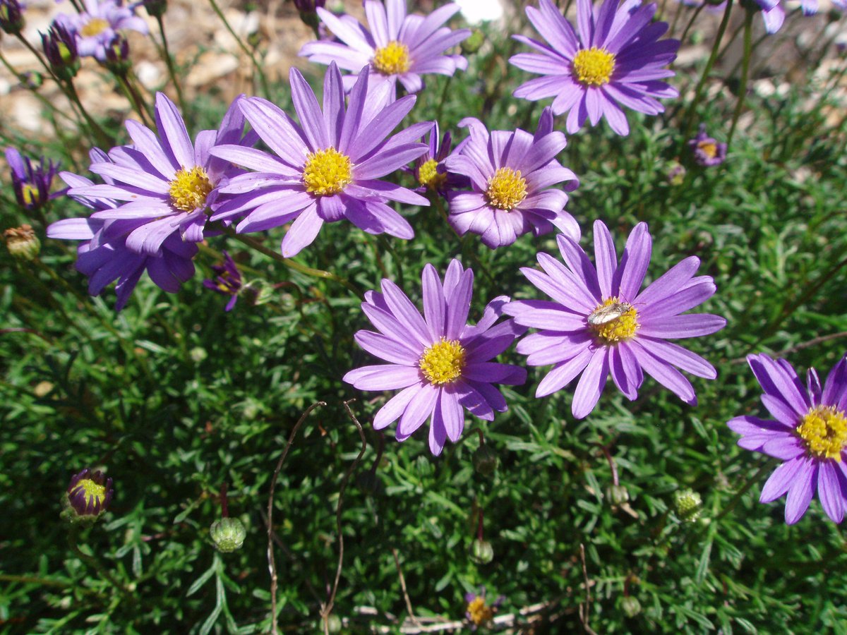Brachyscome Multifida ‘Break O Day’ (Cut Leaf Daisy)