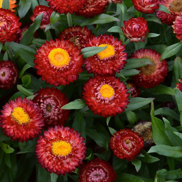 Bracteantha Bracteata (Mohave Dark Red Everlasting Daisy)