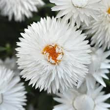 Bracteantha Bracteata (Mohave White Strawflower)