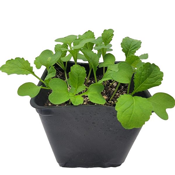 Brassica Juncea (Mustard Greens)
